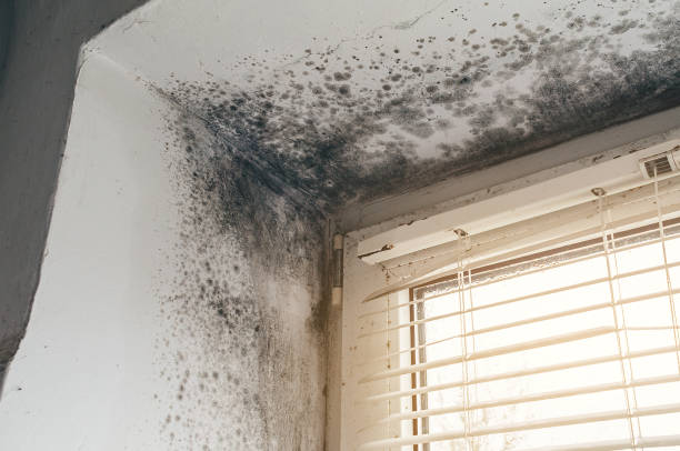 Affordable Black Mold Remediation solutions in Jackson, NJ